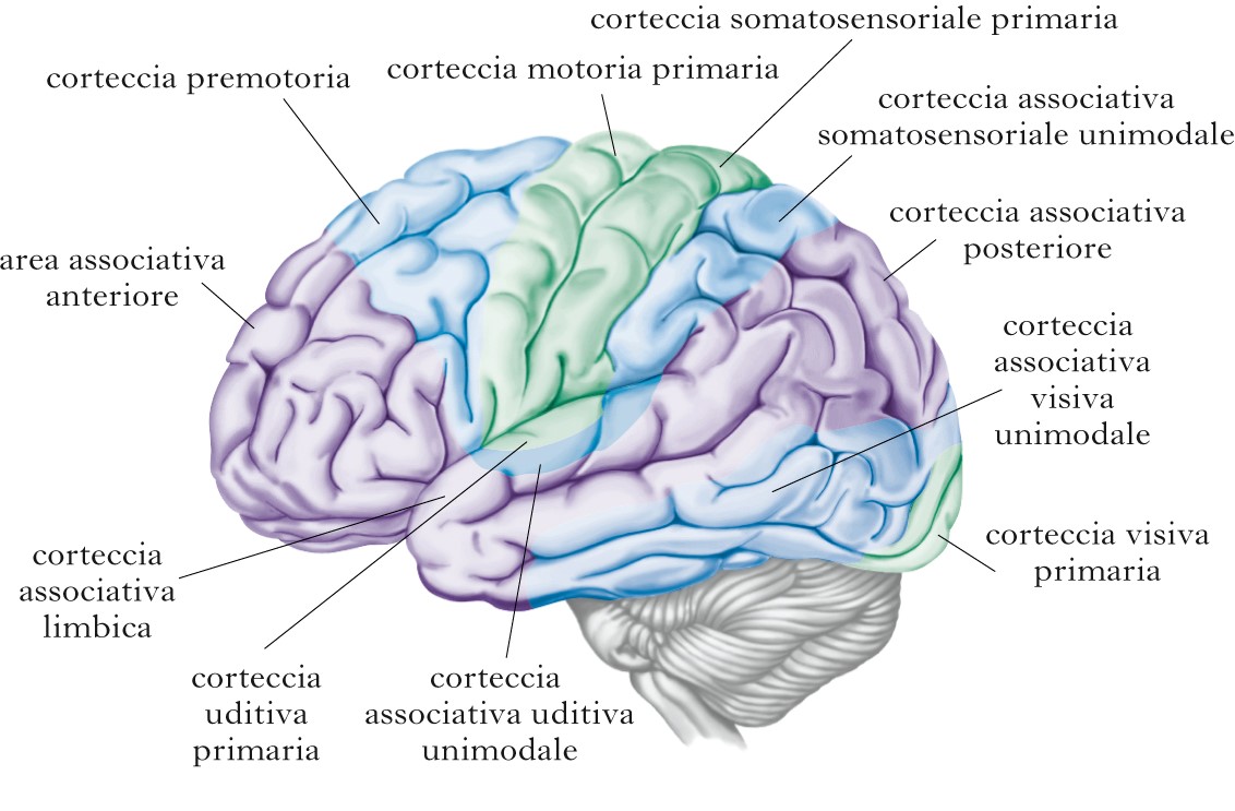 Aree della corteccia cerebrale