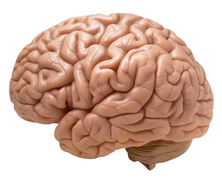 Un cervello. Si notano i solchi e le circonvoluzioni della corteccia cerebrale.