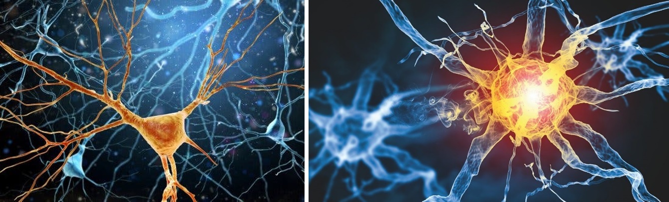 Rappresentazione della neurogenesi, una forma di plasticità neurale che riguarda la formazione di nuove cellule nervose